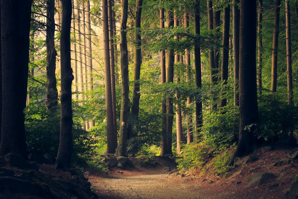 Cahaya menembusi kanopi pepohon di hutan